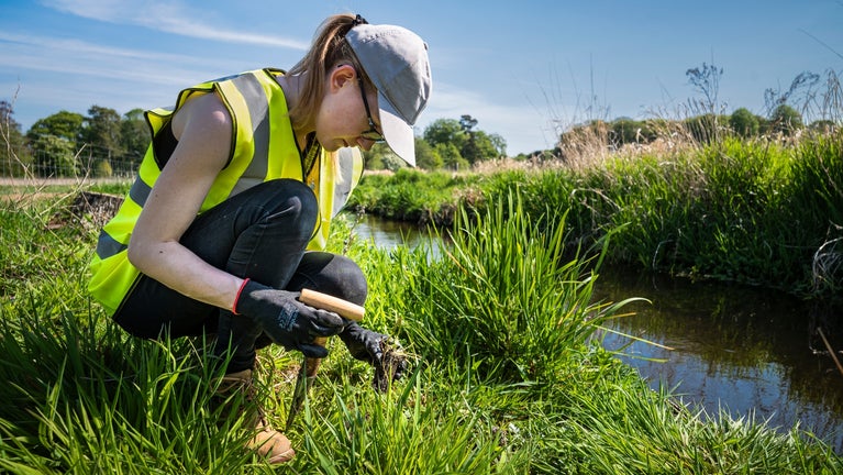 A volunteer is seen planting water figwort, ragged robin, purple loosestrife and gypsywort along the banks of the River Gadder